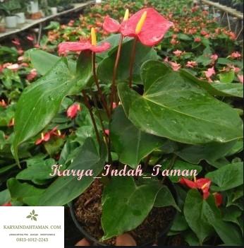 Tanaman Hias Anthurium Bunga Merah Anthurium Lokal Bunga Kala Tanaman Hias Bunga Anthurium Merah Lazada Indonesia