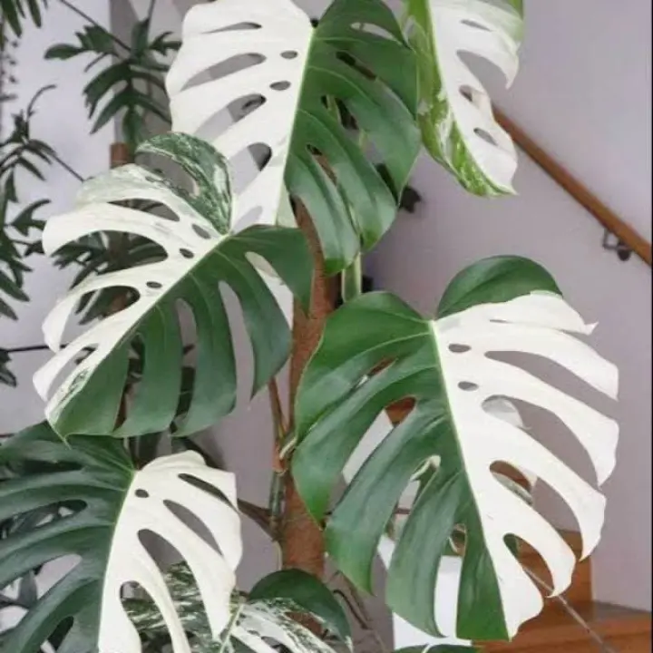 Promo Bonggol Monstera Variegata Monstera Variegata Lazada Indonesia