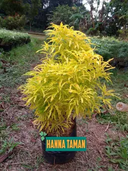 Pohon Hias Brokoli Kuning Membeli Jualan Online Tanah Pupuk Mulsa Dengan Harga Murah Lazada Indonesia