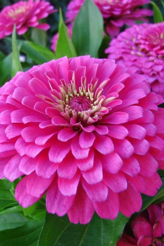 Berisi 35 Pcs Biji Benih Bibit Bunga Zinnia Dahlia Pink Merah Muda