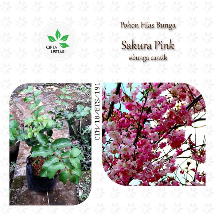 BEST SELLER Bibit Pohon Bunga Sakura Pink - Tanaman Jepang Lokal - EJlavLdt