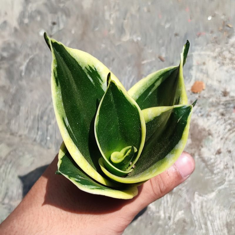 Tanaman Sansevieria / Sanse / Sansevera / Lidah Mertua serba 11K ...