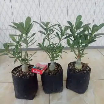 Paket Tanaman 3 Bibit Bunga Adenium Tanaman Hias Kamboja Jepang Bunga Tumpuk Tanaman Hias Bibit Adenium Tanaman Bunga Kamboja Jepang Lazada Indonesia