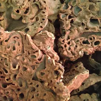 Gambar Sarang Semut Papua