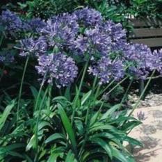 Bibit Bunga Benih Lily of the Nile