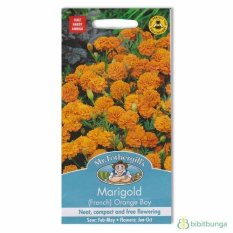 Bibit Bunga Benih Mr Fothergills French Marigold Orange Boy