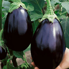 Bibit Bunga Benih Terong Black Beauty