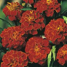 Bibit Bunga Benih Marigold Red Cherry (French)