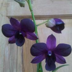 Bibit Tanaman Anggrek Dendrobium 2