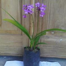 Bibit Tanaman Anggrek Tanah Daun Pandan