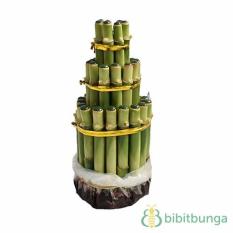 Bibit Tanaman Bambu Hoki Pagoda 3 Tingkat Hijau