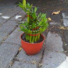 Bibit Tanaman Bambu Hoki Spiral