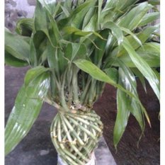 Bibit Tanaman Bambu Hoki Vas Hijau