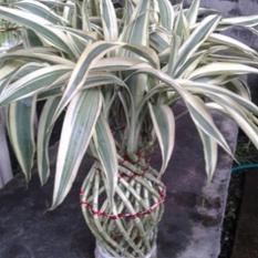 Bibit Tanaman Bambu Hoki Vas Variegata