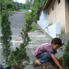 Bibit Tanaman Cemara Pecut