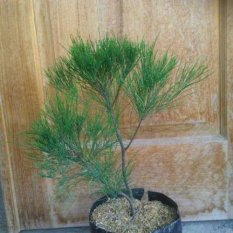 Bibit Tanaman Cemara Udang (She Oak)