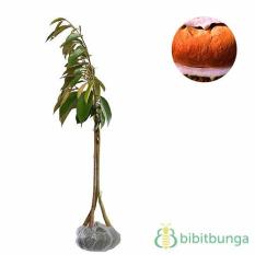 Bibit Tanaman Durian Duri Hitam (Black Thorn)