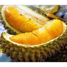 Bibit Tanaman Durian Musang King