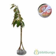Bibit Tanaman Durian Pelangi