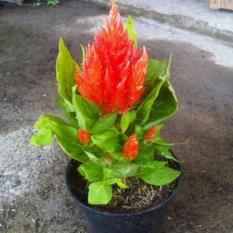Bibit Tanaman Dwarf Celosia Orange Jumbo