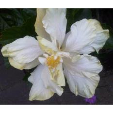 Bibit Tanaman Hibiscus Double Ivory Bangkok