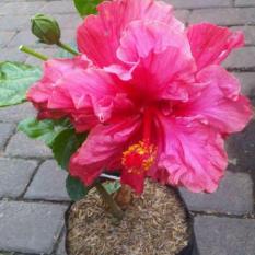 Bibit Tanaman Hibiscus Double Pink Bangkok