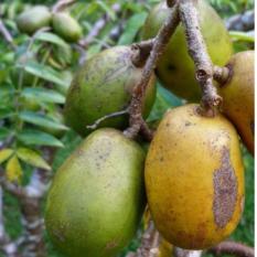 Bibit Tanaman Kedondong Bangkok (Giant Ambarella)
