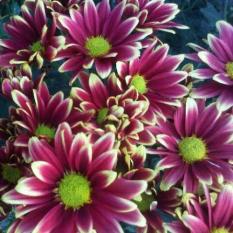 Bibit Tanaman Krisan Aster Remix Red & Yellow