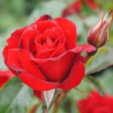 Bibit Tanaman Mawar Merah (Red Rose)