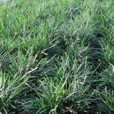 Bibit Tanaman Rumput Kucai Bangkok (Mondo Grass)