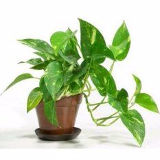 Bibit Tanaman Sirih Gading (Taro Vine)