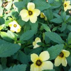 Bibit Tanaman Viola Lokal Kuning
