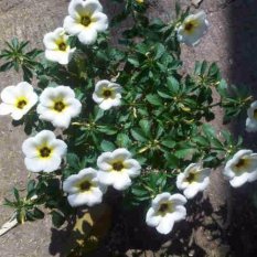 Bibit Tanaman Viola Lokal ‘White & Yellow’