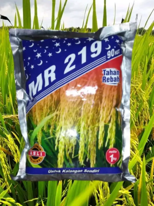 Benih Padi Mr 219 Malaysia Membeli Jualan Online Tanaman Biji Dan Umbi Dengan Harga Murah Lazada Indonesia