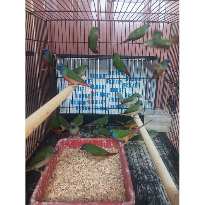 Burung Emprit Pelangi Sepasang Membeli Jualan Online Habitat