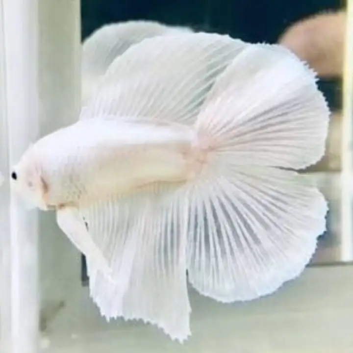 Ikan Cupang Halfmoon Double Tail White Platinum Lazada Indonesia