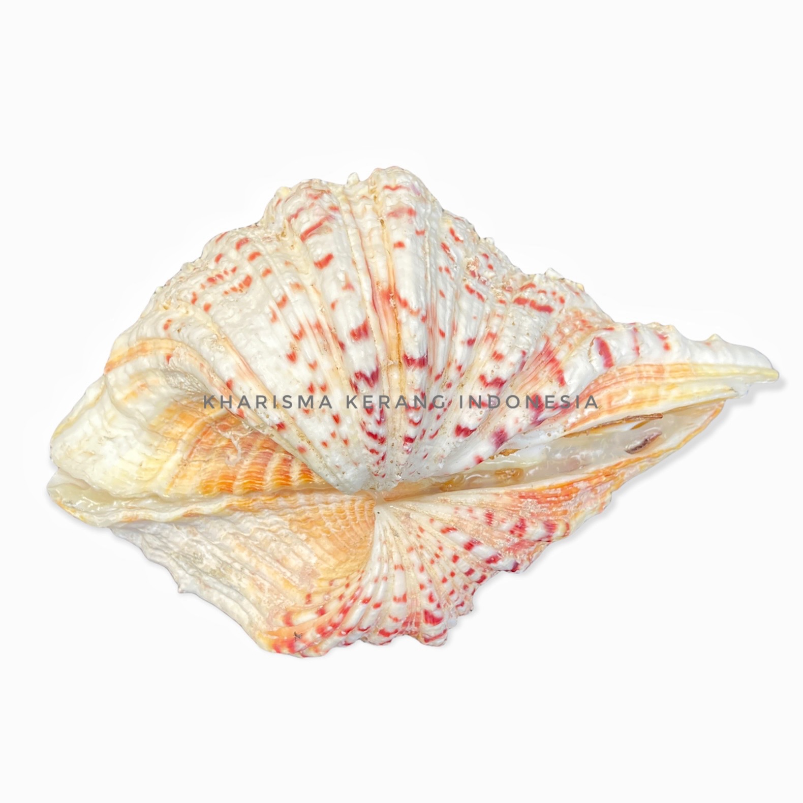 KHARISMA KERANG INDONESIA GIANT CLAM SHELL CANGKANG KERANG LAUT D ...
