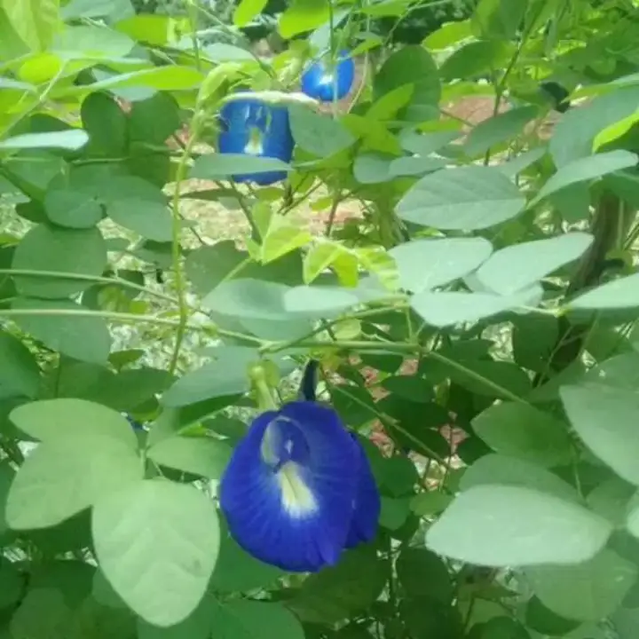 Pohon Herbal Bunga Telang Bibit Herbal Pohon Telang Untuk Pembersih Mata Bayi Lazada Indonesia