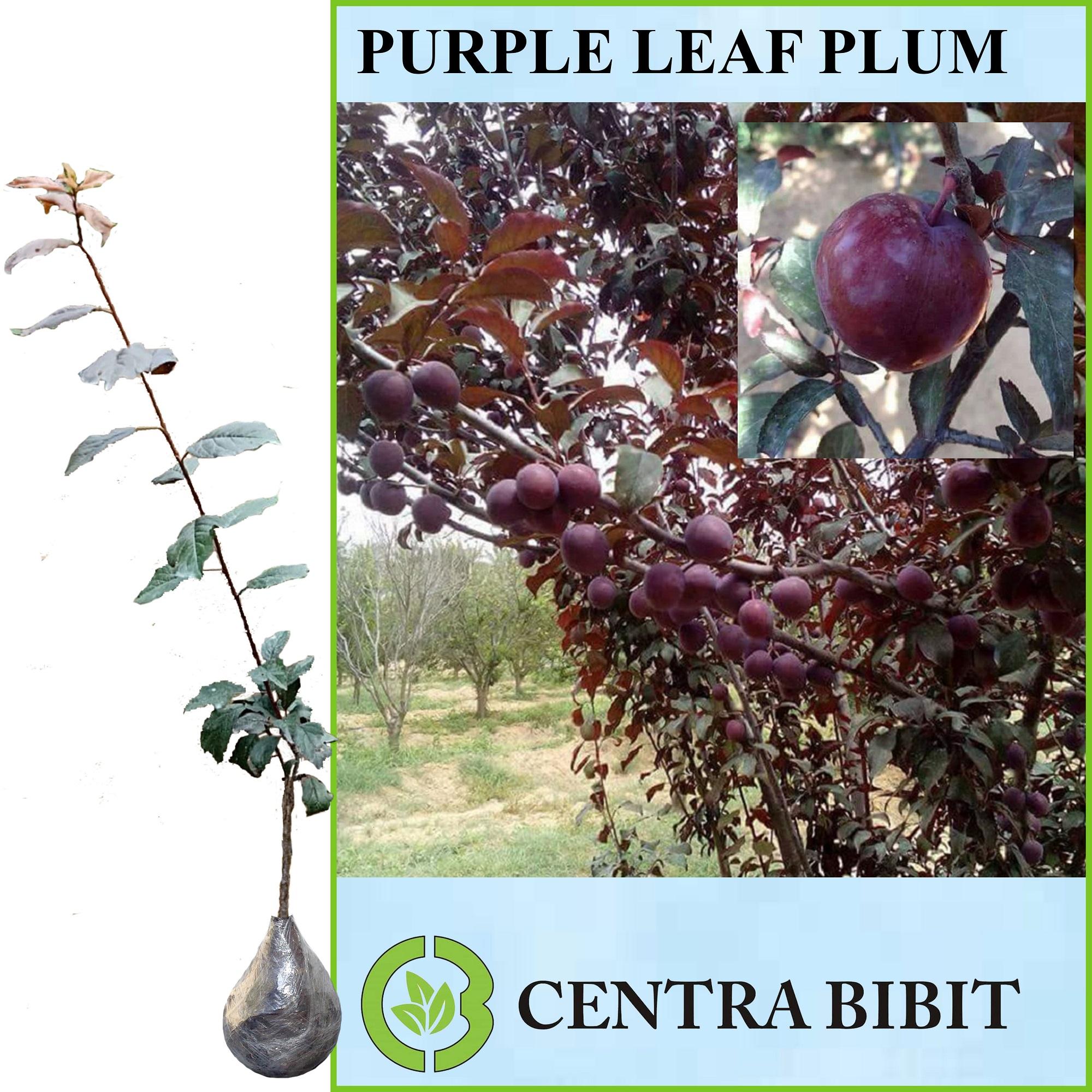 Tanaman Purple Leaf Plum