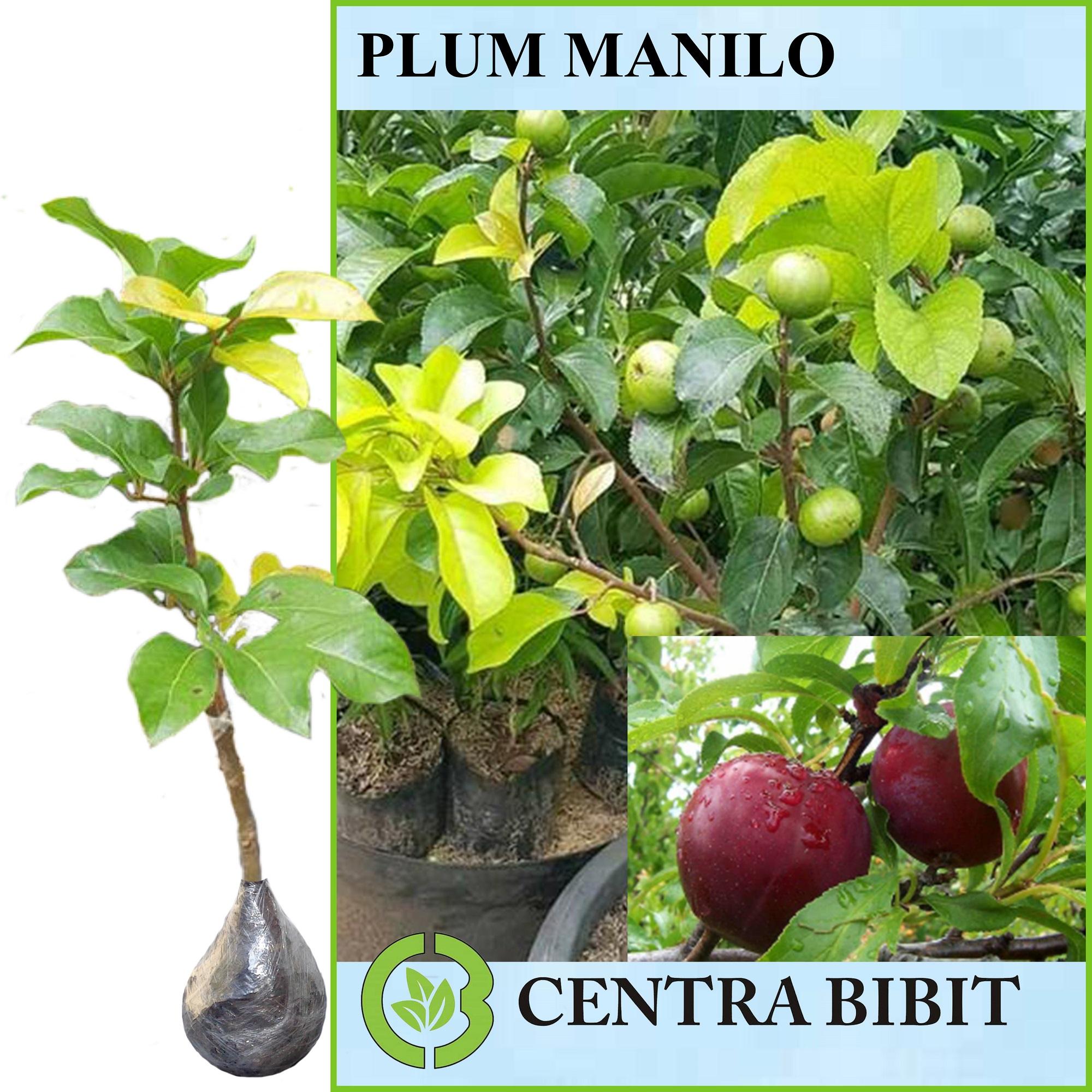 Tanaman Plum Manilo