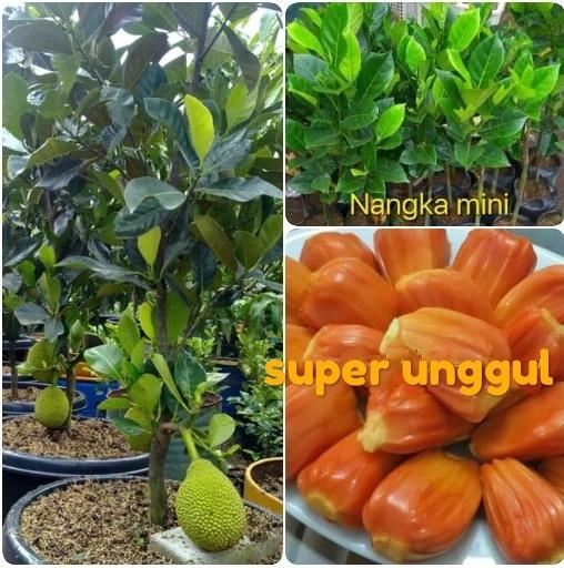 Bibit nangka merah super unggul