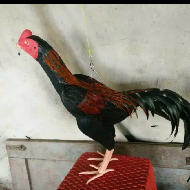 81 Gambar Binatang Lucu Ayam Adu HD Terbaru