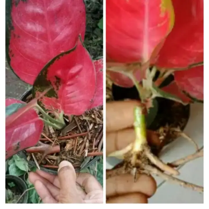Featured image of post Bonggol Aglonema Suksom Jaipong Bunga aglonema merupakan salah satu jenis tanaman hias yang keindahannya dilihat dari daunnya apalagi aglonema suksom