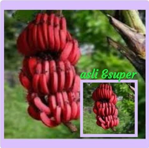 Bibit pisang merah unggulan