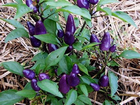 Amefurashi 10 Bibit / Benih / Seeds Pretty Purple Pepper Ornamental Cabe Ungu Cantik