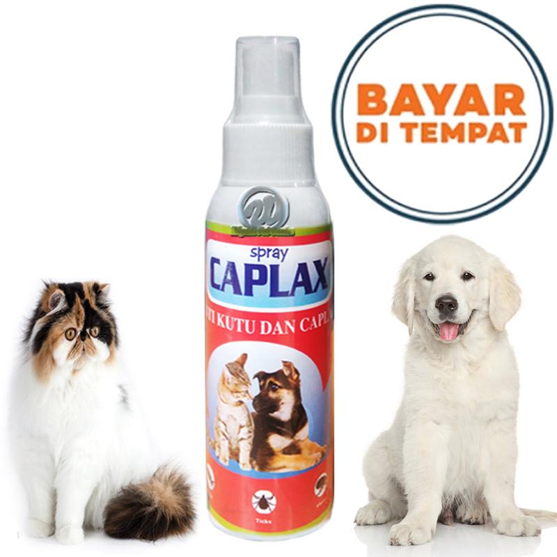 Kutu Anjing Terbaik Termurah Lazada Co Id