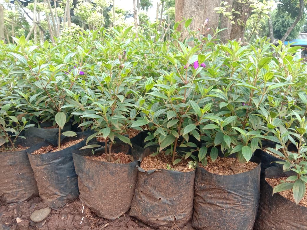 Pohon Senggani Bunga Ungu Tanaman Hias Pohon Bunga Senggani Lazada Indonesia