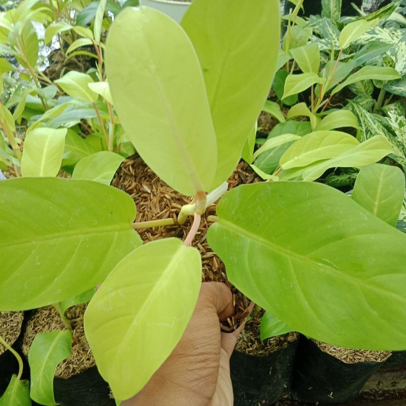 Promo Tanaman Hias Philodendron / Philo Lemon / Moonlight bisa COD ...