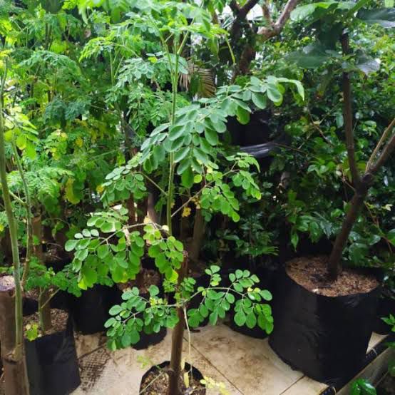 Penanaman biji pohon kelor di tanah