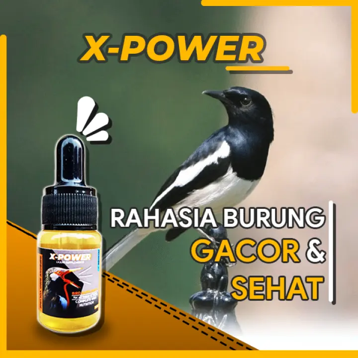 Jual Produk Burung Jalak Termurah Dan Terlengkap Mei 2021 Halaman 3 Bukalapak